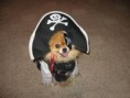/album/fotos/honden-11-jpg/